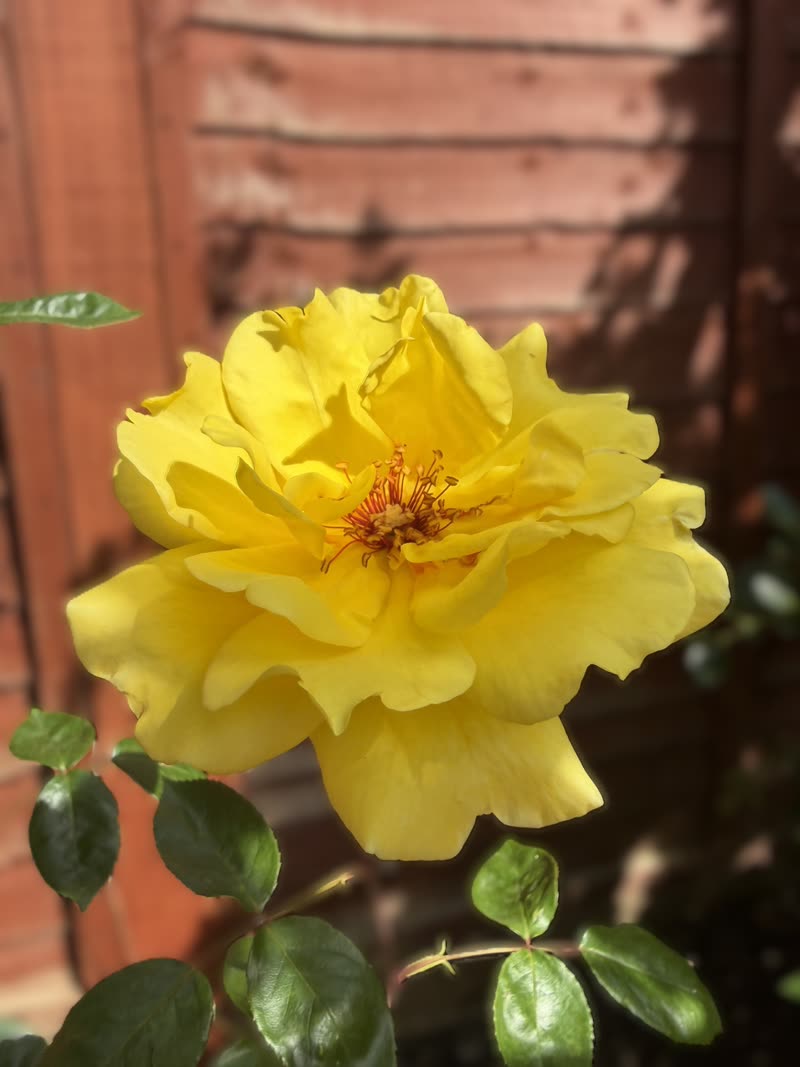 A yellow rose against a wooden fence
